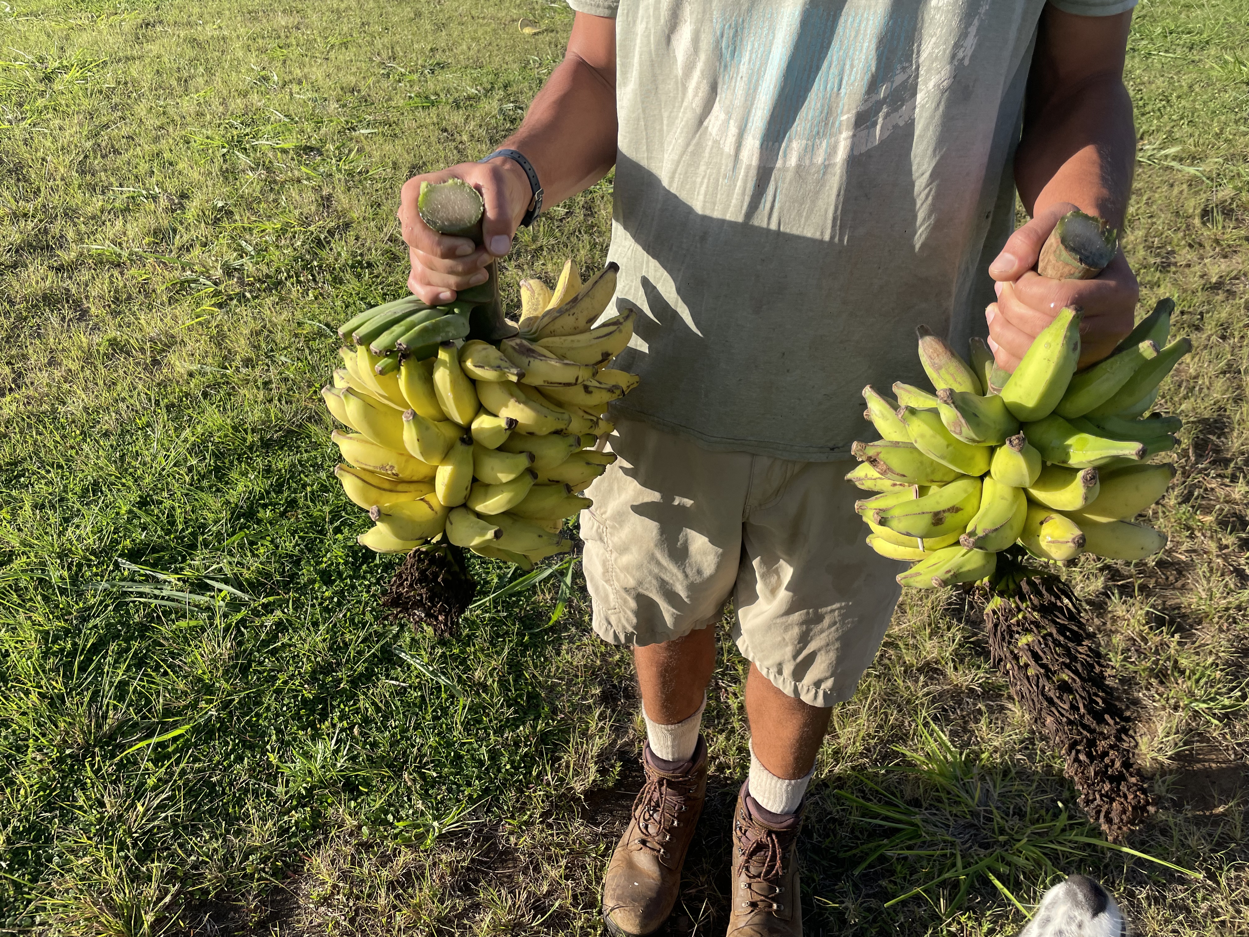 Tropical Fruit