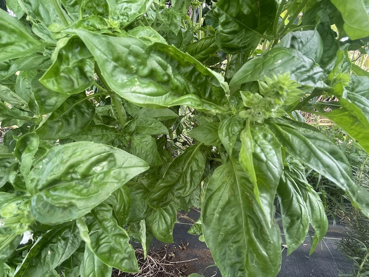 Fresh Herbs