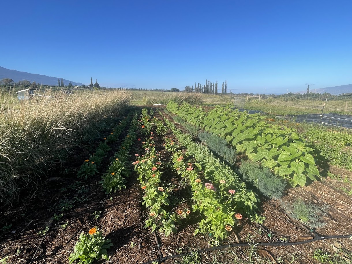 Flower fields at Kūʻono Farm
