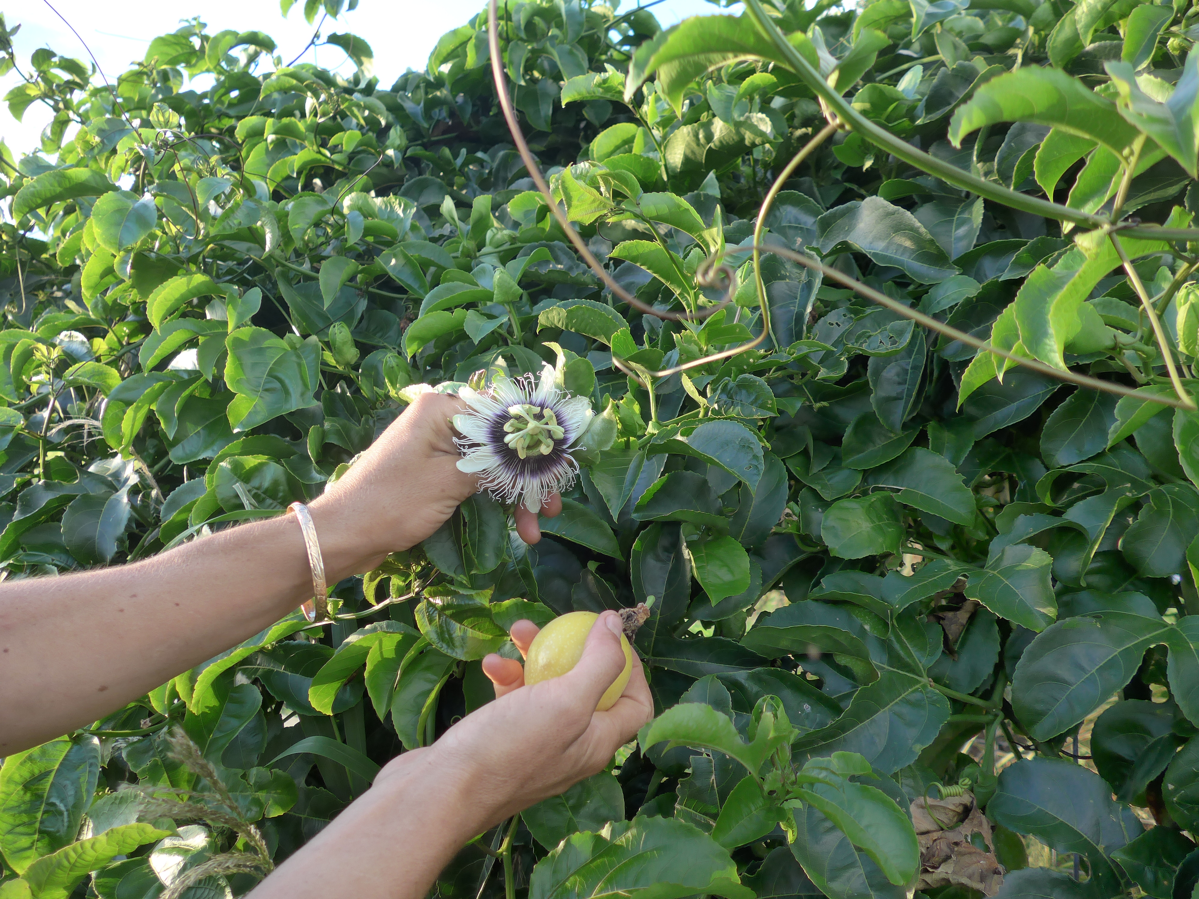 Flowers at Kūʻono Farm